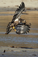 Eagle landing
