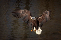 Eagle Landing 2
