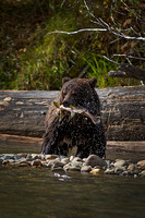 Grizzly Dinner 1